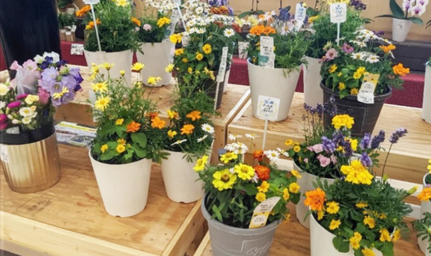 観賞用植物の花卉カテゴリーの売上アップ!当社の調達力で商品力のある寄せ植え鉢を提案いたしました