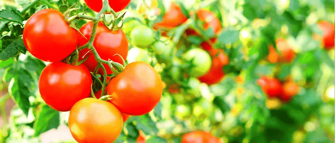 地元の農家が育てたトマト