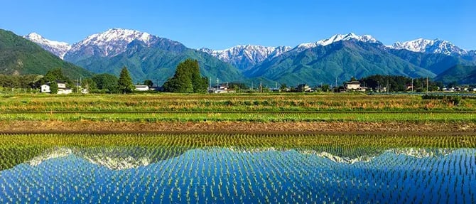 水田