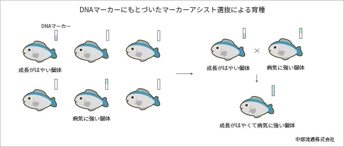 DNAマーカーにもとづいたマーカーアシスト選抜による育種