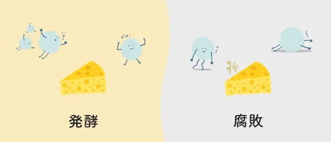 発酵と腐敗のイメージイラスト