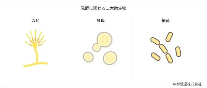 三大微生物のイメージイラスト