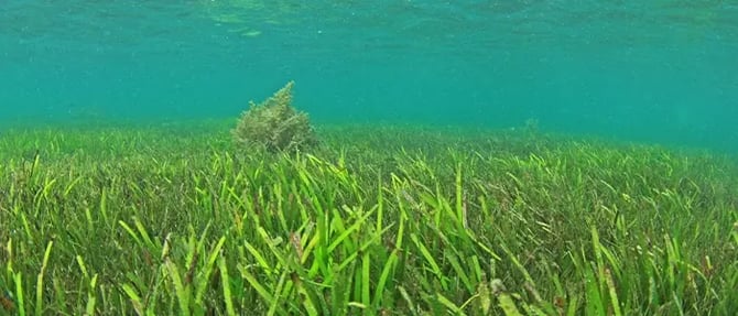 アマモの海草藻場